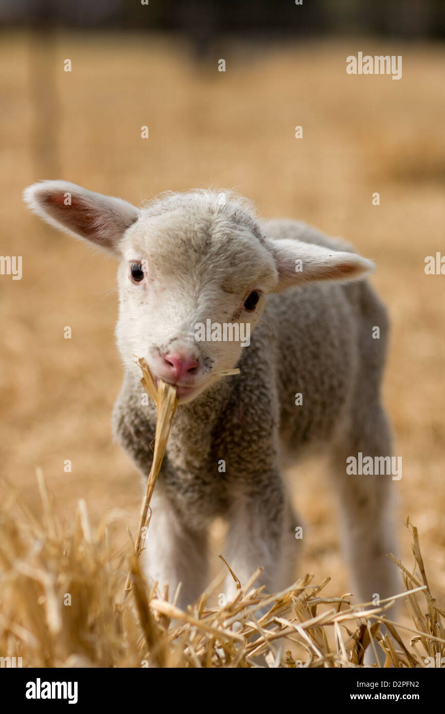 Cordero comiendo hierba seca en un campo seco, mirando al espectador Foto de stock