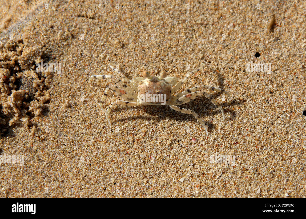 Joven Cangrejo fantasma pálido que utiliza la arena para camuflaje, Ocypode pallidula, Ocypodidae, Decapoda, crustáceos. Foto de stock