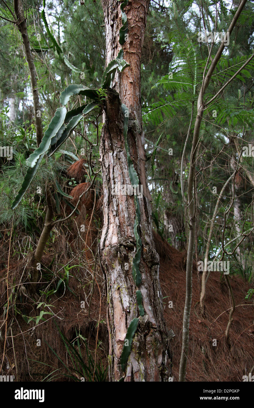 Un Cactus arbóreo creciendo en un árbol de pino, Hylocereus sp. (Hylocereus triangularis ?), Hylocereeae, Cactaceae. Madagascar. Foto de stock