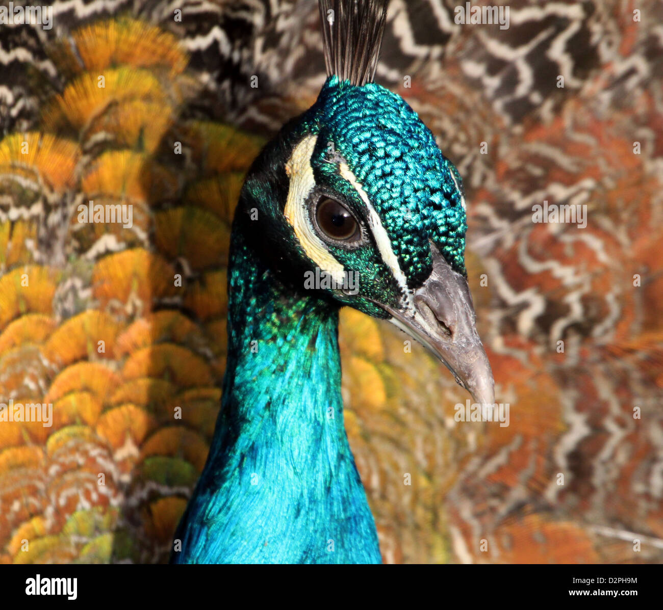 Cerca de la cabeza y la parte superior del cuerpo de Indian Peafowl - Peacock (Pavo cristatus) Foto de stock