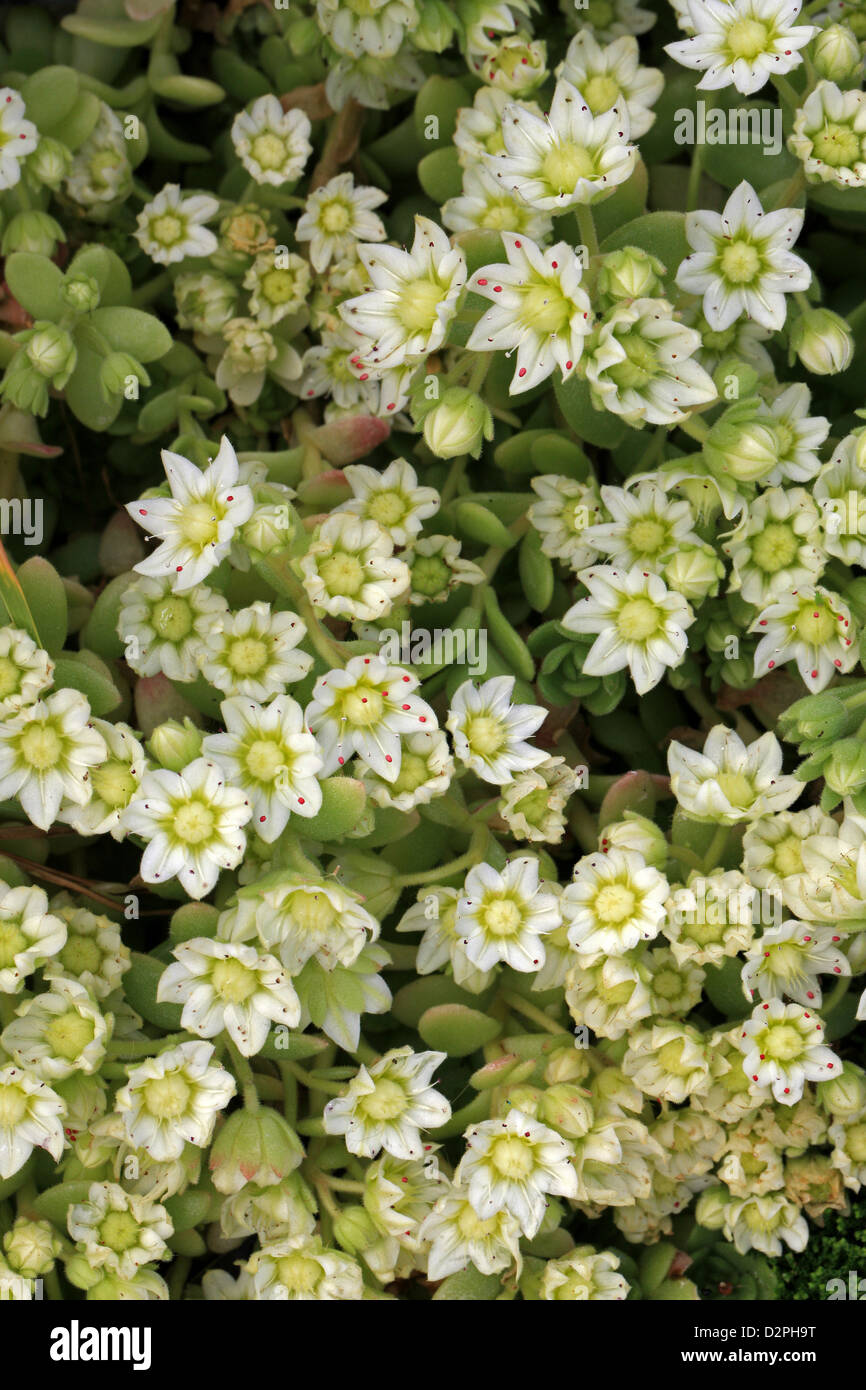 Rosularia, Rosularia sedoides var. alba, las crasuláceas. Himalaya. Foto de stock