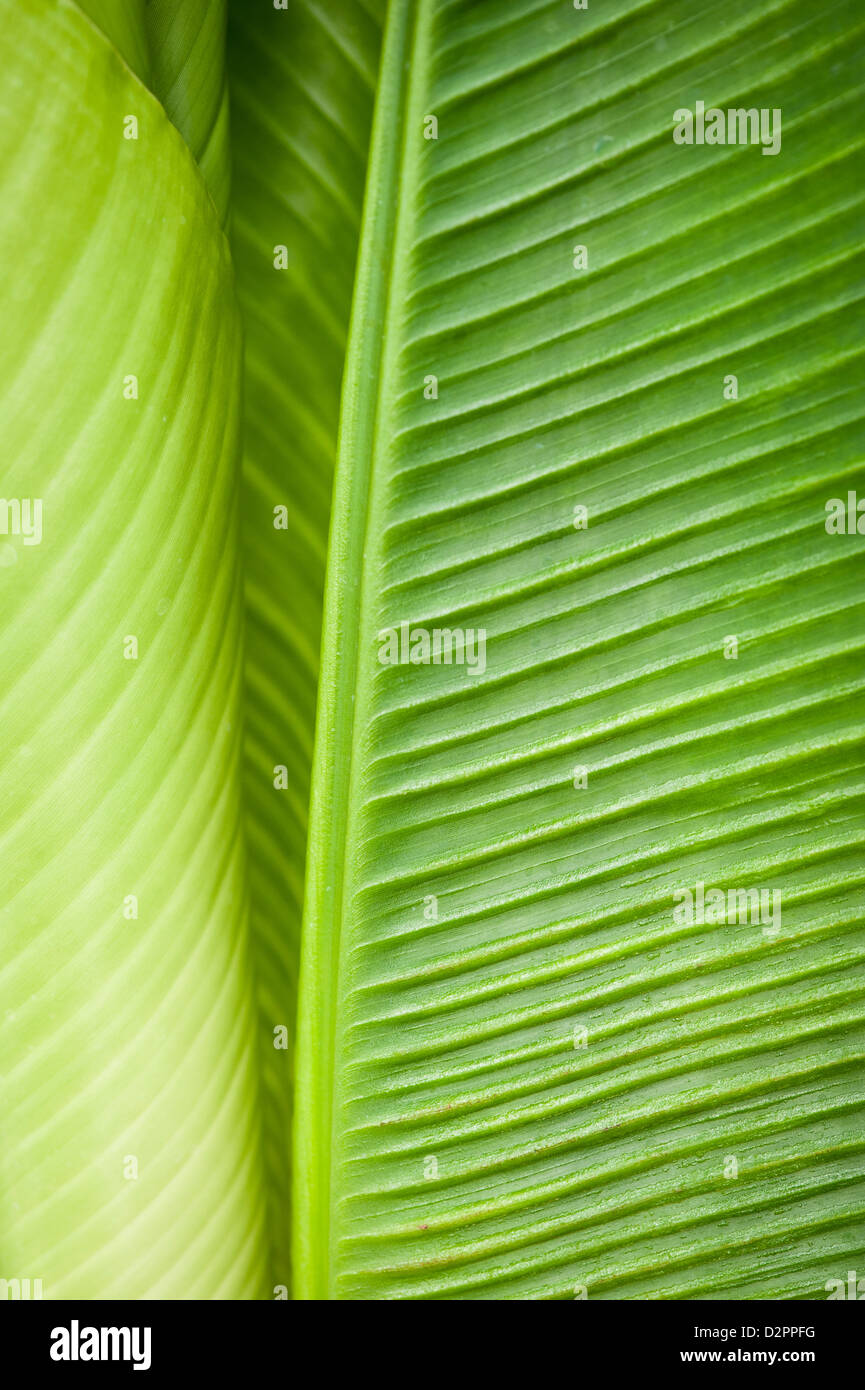 Detalle de la hoja de banano Fotografía de stock Alamy