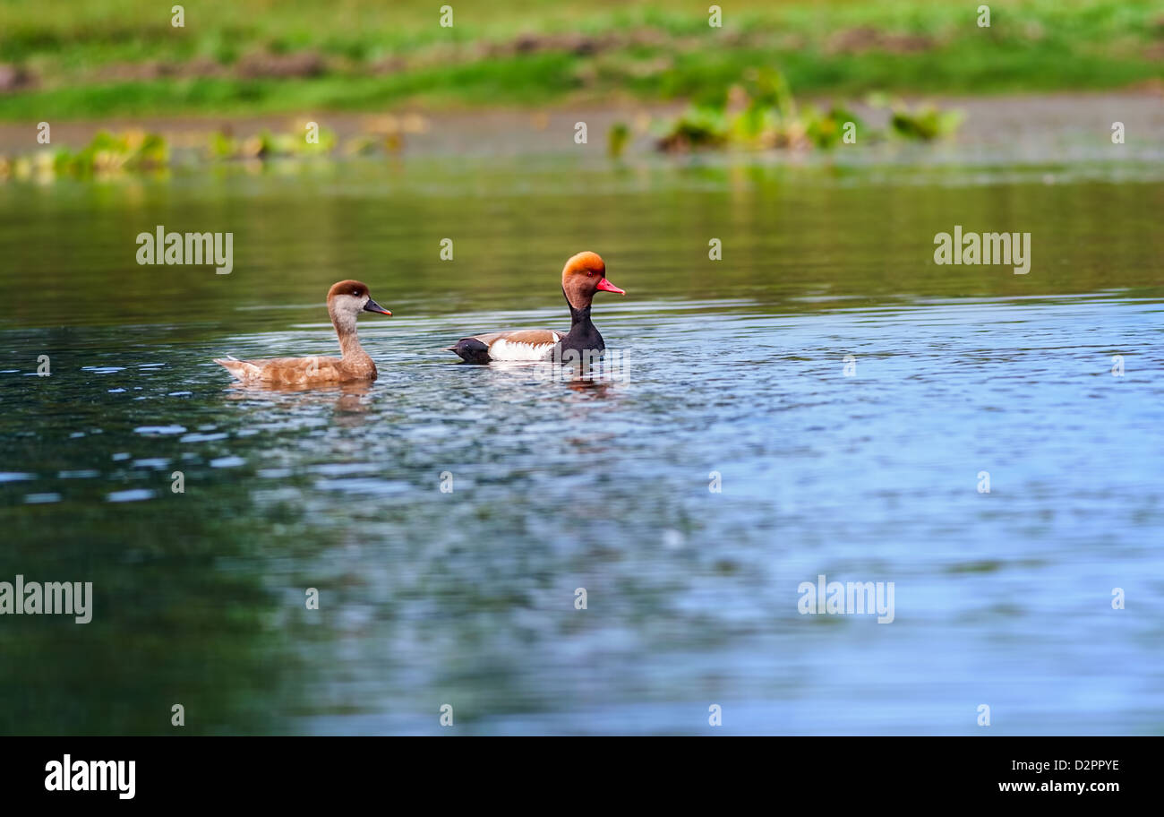 Dos rojo-crested fochas,migratorias de aves, buceo, pato, Rufina Rhodonessa, nadando en el agua, espacio de copia Foto de stock