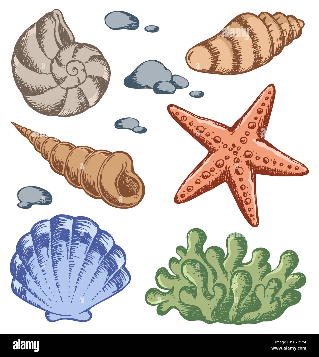 Conchas de Mar dibujos 1 - ilustración ilustración Fotografía de stock -  Alamy