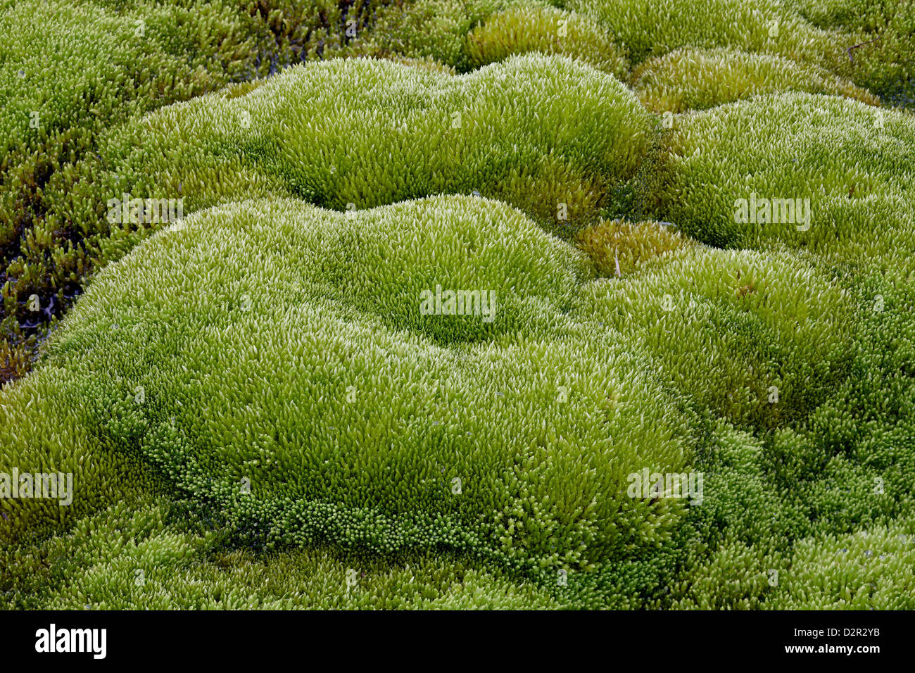 Close-up de formas de MOSS, el Bosque Nacional de San Juan, Colorado, Estados Unidos de América, América del Norte Foto de stock