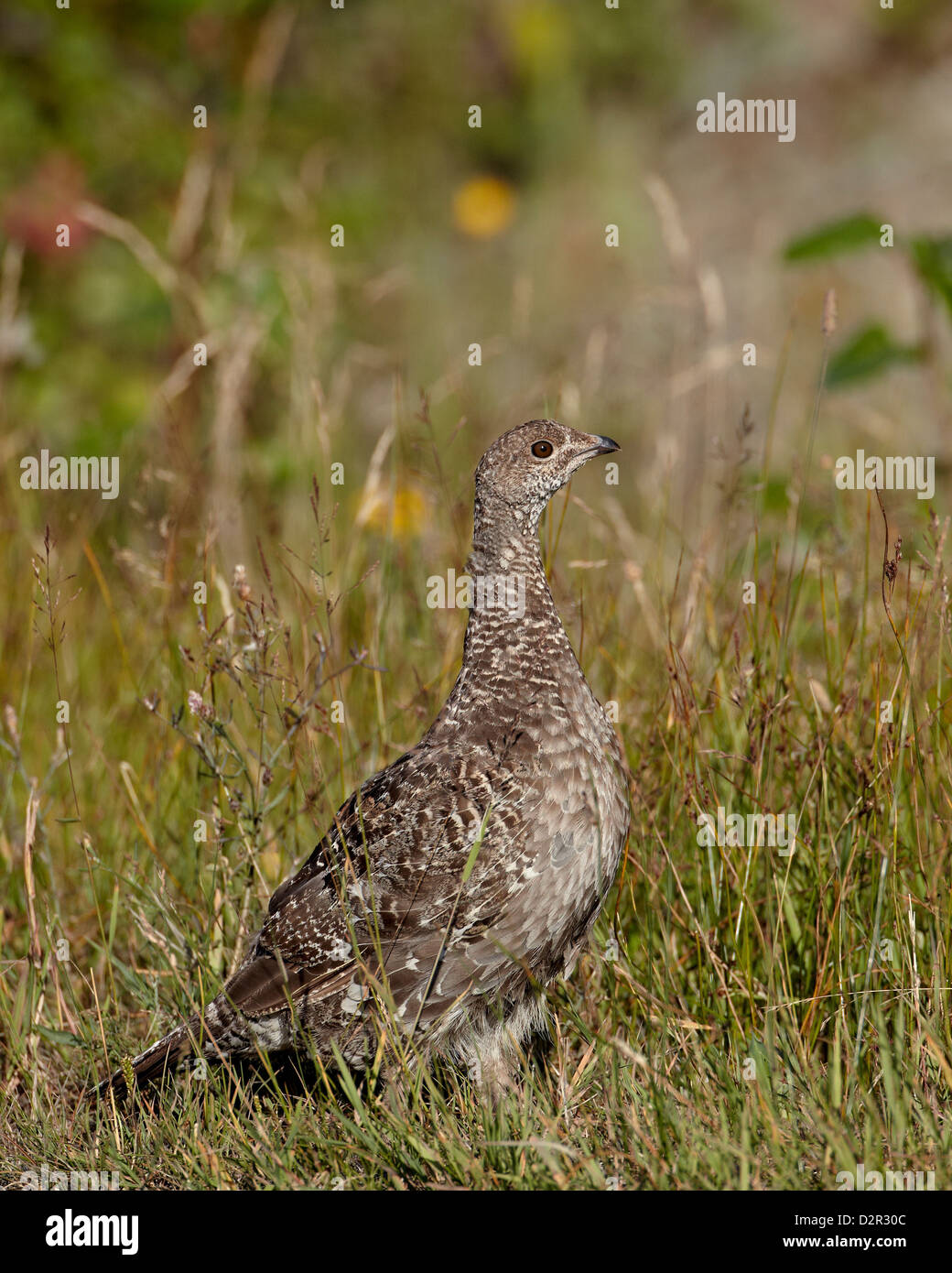 Areneros urogallo (urogallo) azul (Dendragapus obscurus) gallina, Estados Unidos de América, Norte AmericaUSA Foto de stock