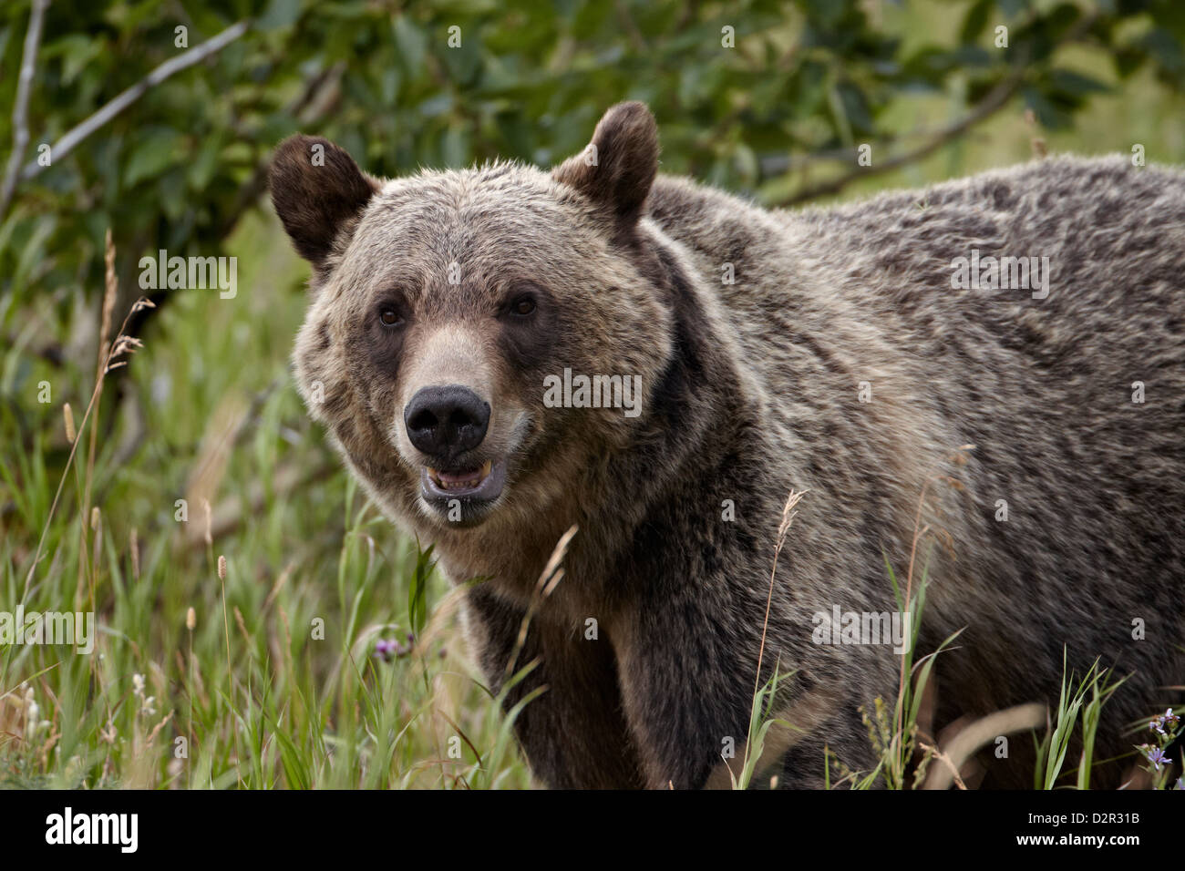 Oso grizzly (Ursus arctos horribilis), el parque nacional de Glacier, Montana, Estados Unidos de América, América del Norte Foto de stock