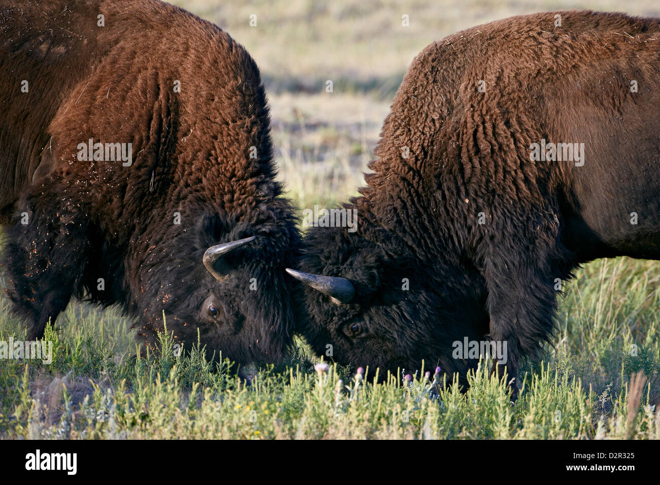 El bisonte (Bison bison) toros de sparring, el Parque Estatal Custer, Dakota del Sur, Estados Unidos de América, América del Norte Foto de stock