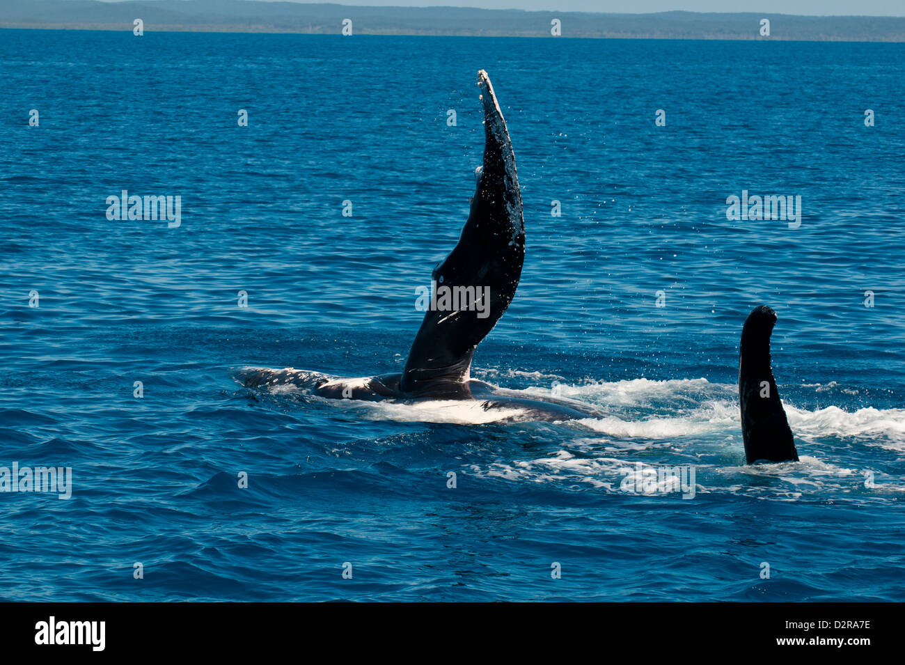 La ballena jorobada (Megaptera novaeangliae), viendo en Harvey Bay, Queensland, Australia, el Pacífico Foto de stock