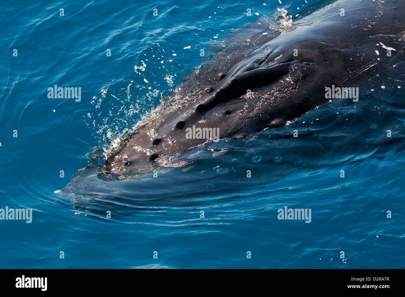 La ballena jorobada (Megaptera novaeangliae) en Harvey Bay, Queensland, Australia, el Pacífico Foto de stock