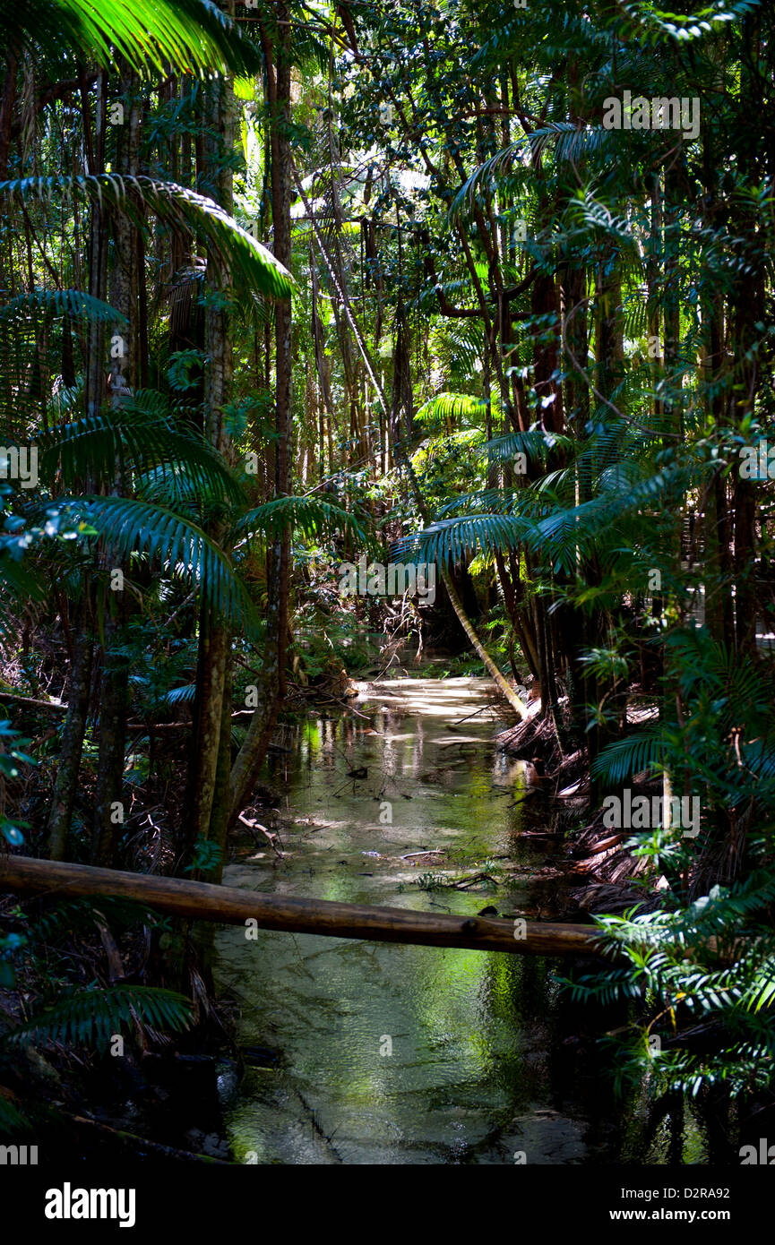 Árboles tropicales en la Isla Fraser, Sitio del Patrimonio Mundial de la UNESCO, Queensland, Australia, el Pacífico Foto de stock