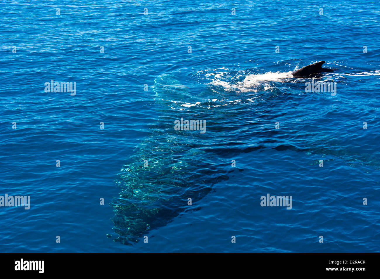 La ballena jorobada (Megaptera novaeangliae) en Harvey Bay, Queensland, Australia, el Pacífico Foto de stock