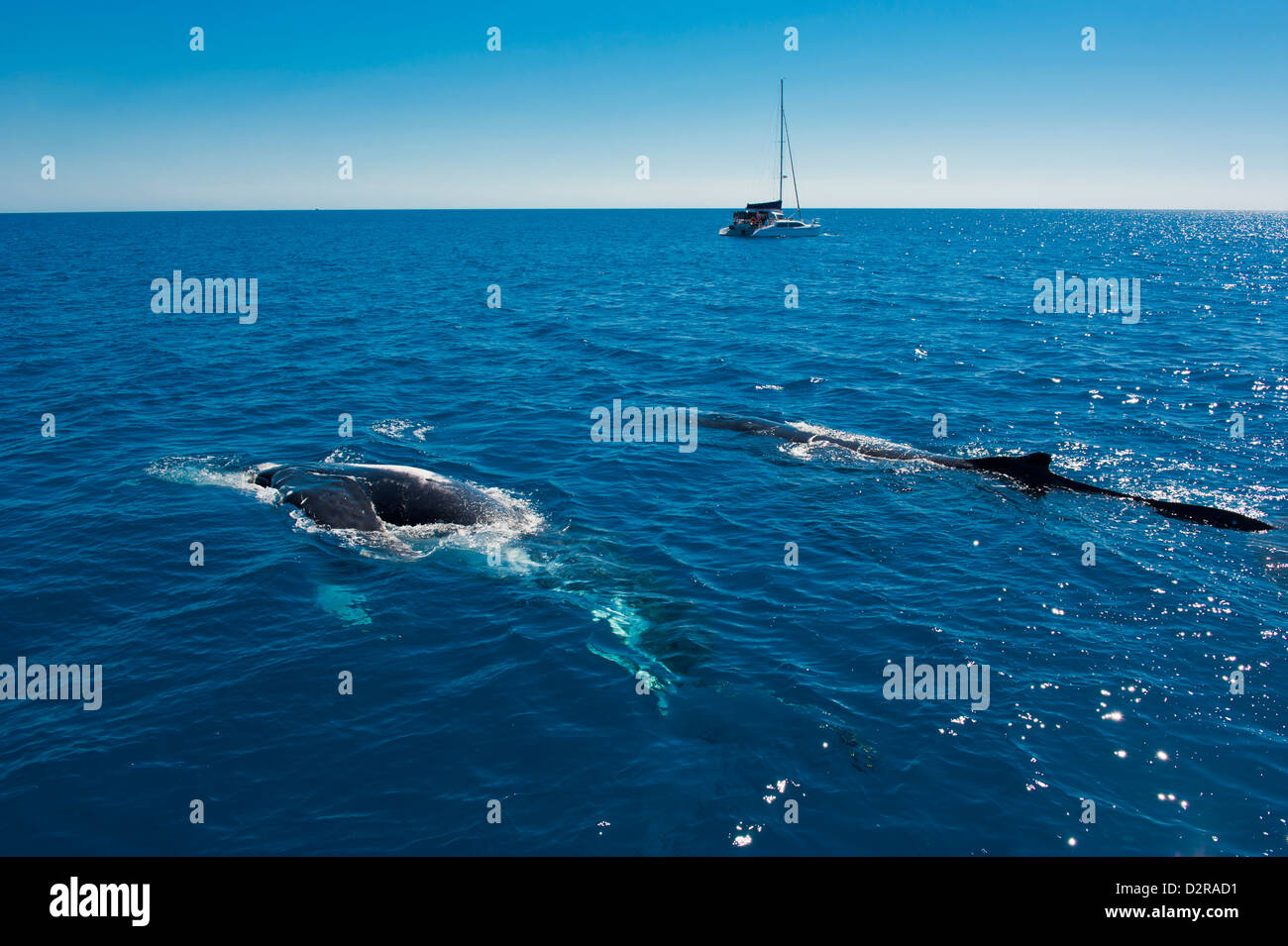 La ballena jorobada (Megaptera novaeangliae), viendo en Harvey Bay, Queensland, Australia, el Pacífico Foto de stock