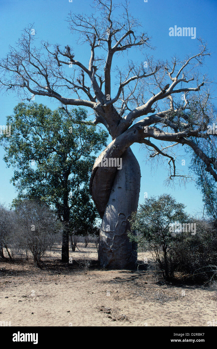 Adansonia digitata, Baobab. Foto de stock