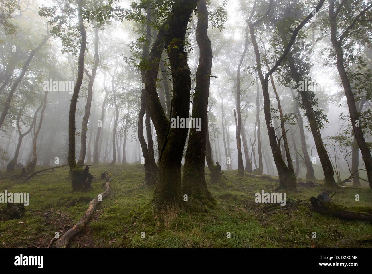 Bosque nebuloso en la escena de Dunkery & Horner, Reserva Natural de madera de Exmoor, REINO UNIDO Foto de stock