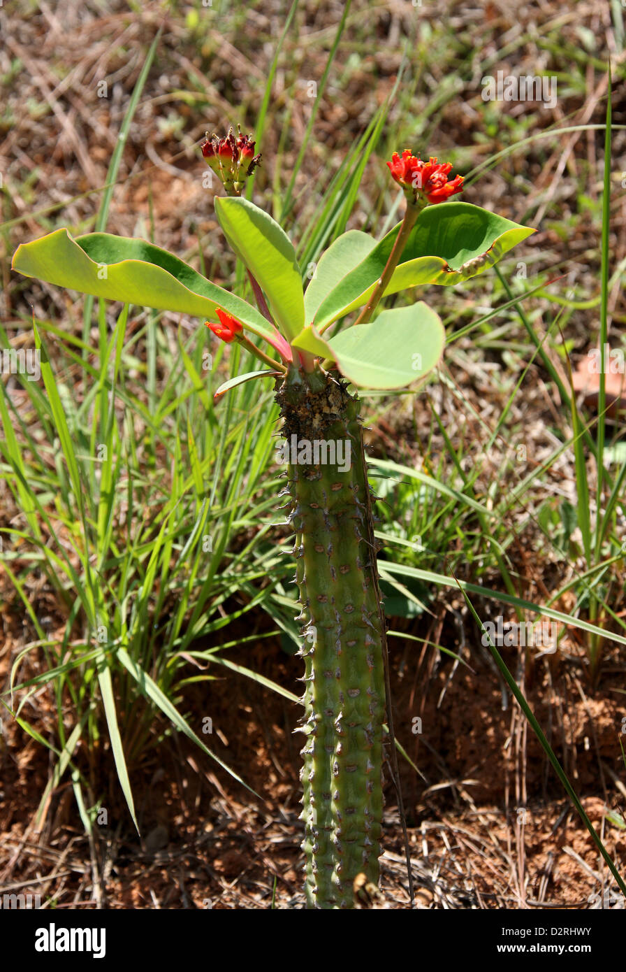 Euphorbia viguieri var. ankarafantsiensis, Euphorbiaceae. Antananarivo, Madagascar, África. Una planta suculenta espinosa. Foto de stock