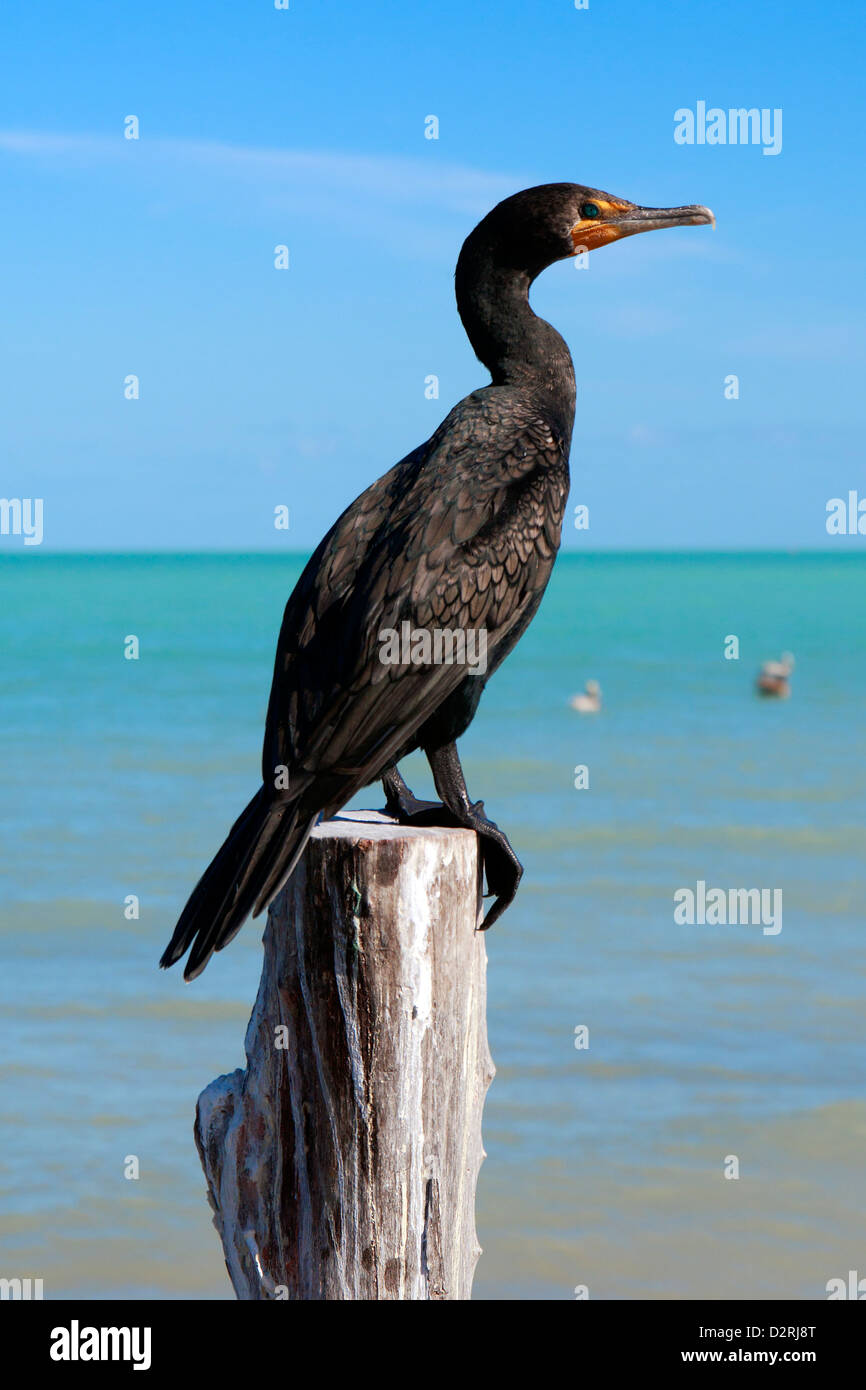 Doble crested cormorán posado sobre un poste de madera, Isla Holbox, México. Foto de stock