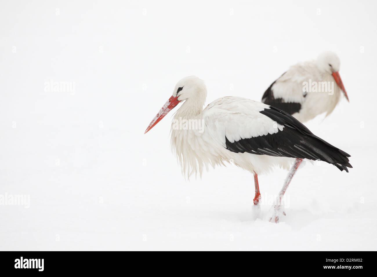 Cigüeñas blancas (Ciconia ciconia) en la nieve, La Haya, Países Bajos Foto de stock