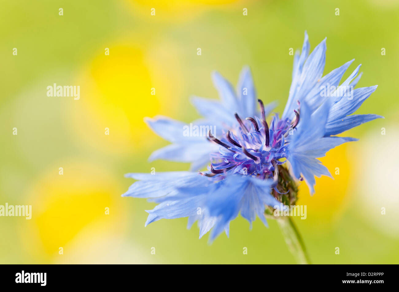 Centaurea cyanus, aciano, flor azul contra amarillo y verde jardín de fondo. Foto de stock