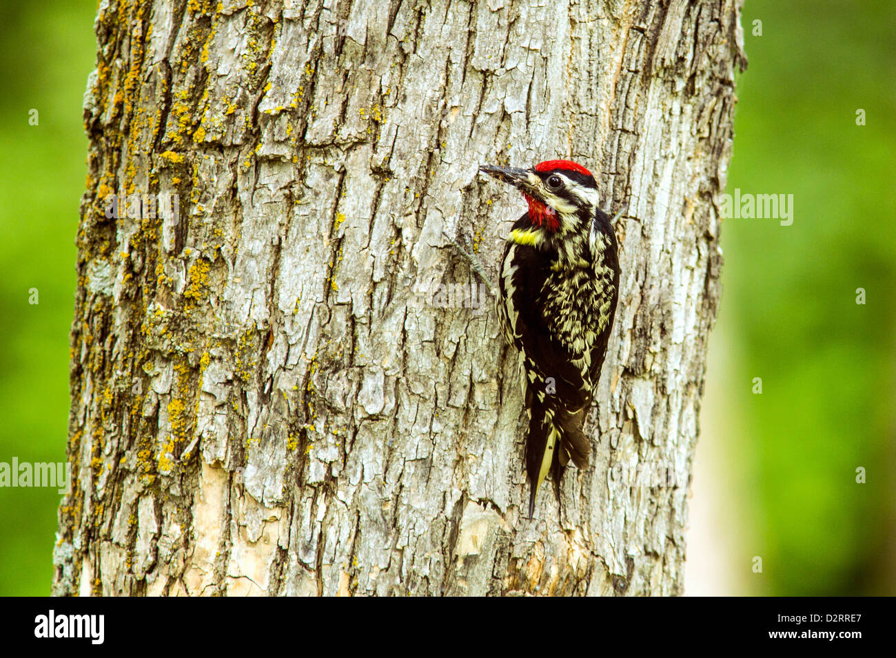 Curva amarilla Sapsucker en las montañas de tortugas, Dakota del Norte, EE.UU. Foto de stock