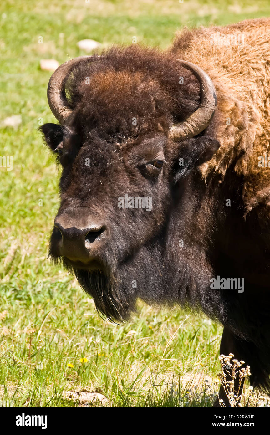 Closeup retrato de la cabeza de un bisonte americano o American Buffalo, Custer State Foto de stock