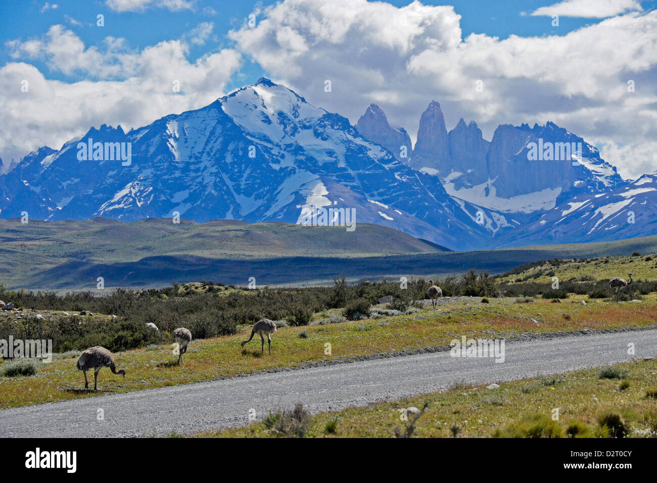 Ñandus (Darwin's o menor choiques) materna junto a carretera, Parque Nacional Torres del Paine, Patagonia, Chile Foto de stock