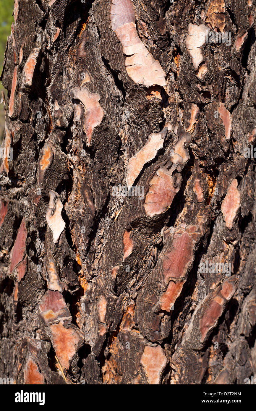 Corteza de pino negro detalle de textura macro Foto de stock