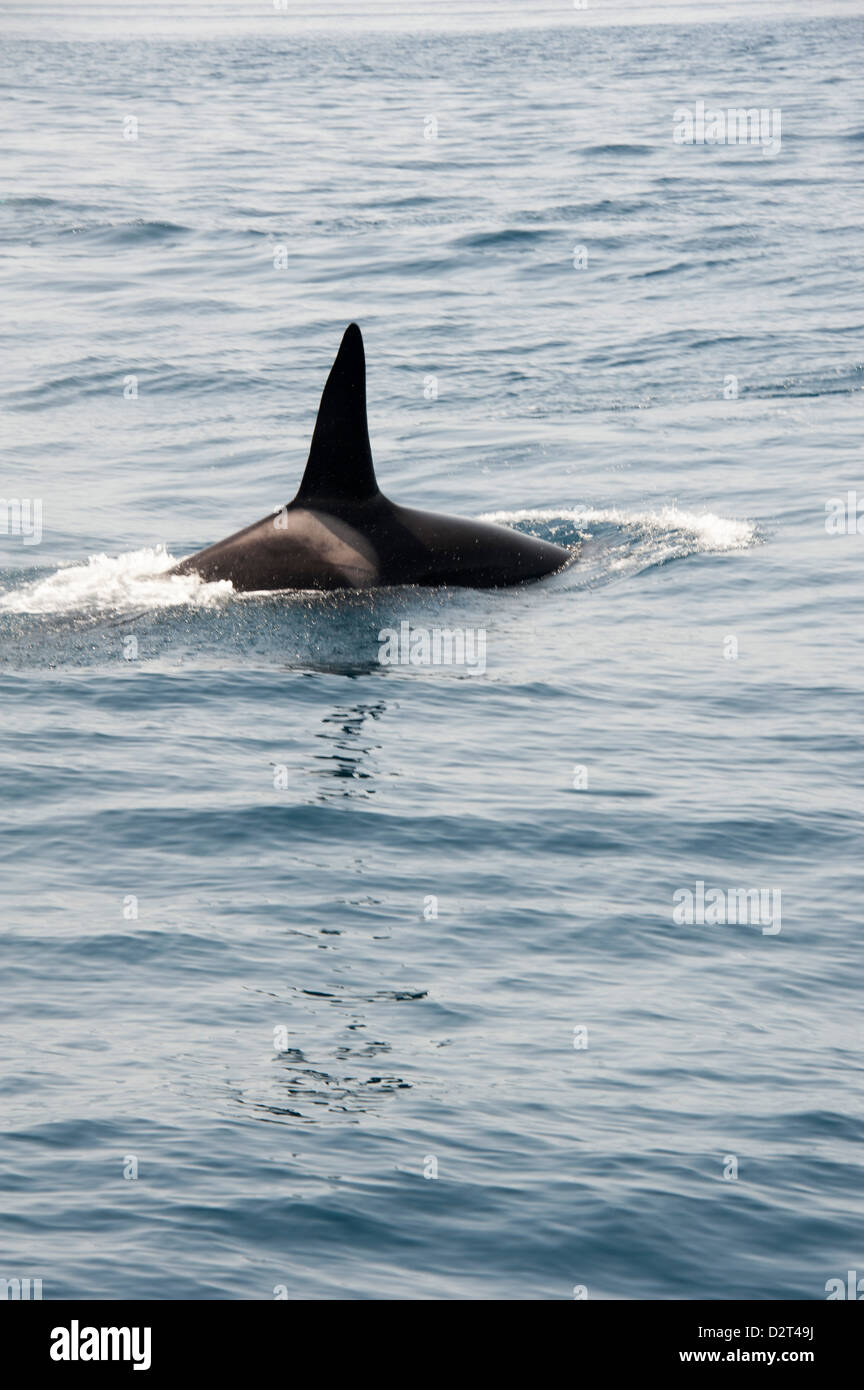 Orca (Orca) en el Estrecho de Gibraltar, Europa Foto de stock