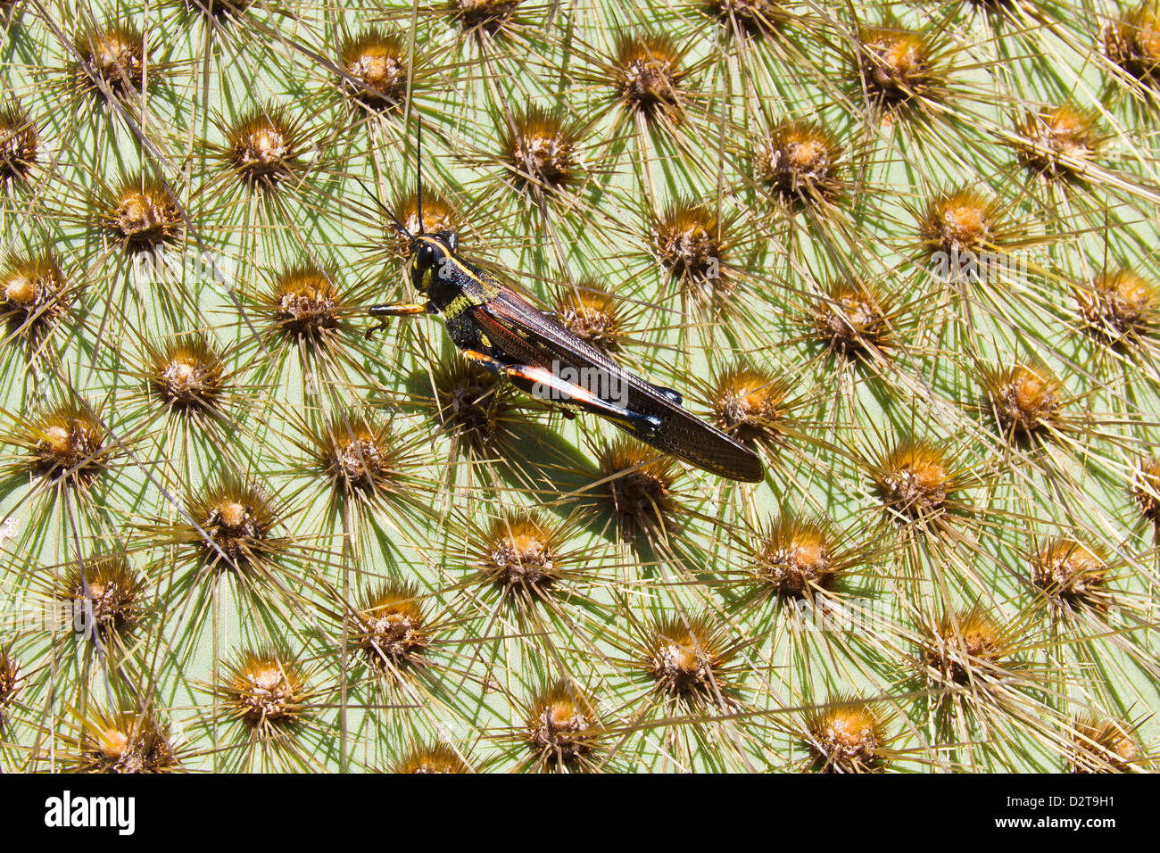 Pintado de langosta (Schistocerca melanocera) sobre cactus endémicos, Cerro Dragón, Isla Santa Cruz, Galápagos, Ecuador Foto de stock