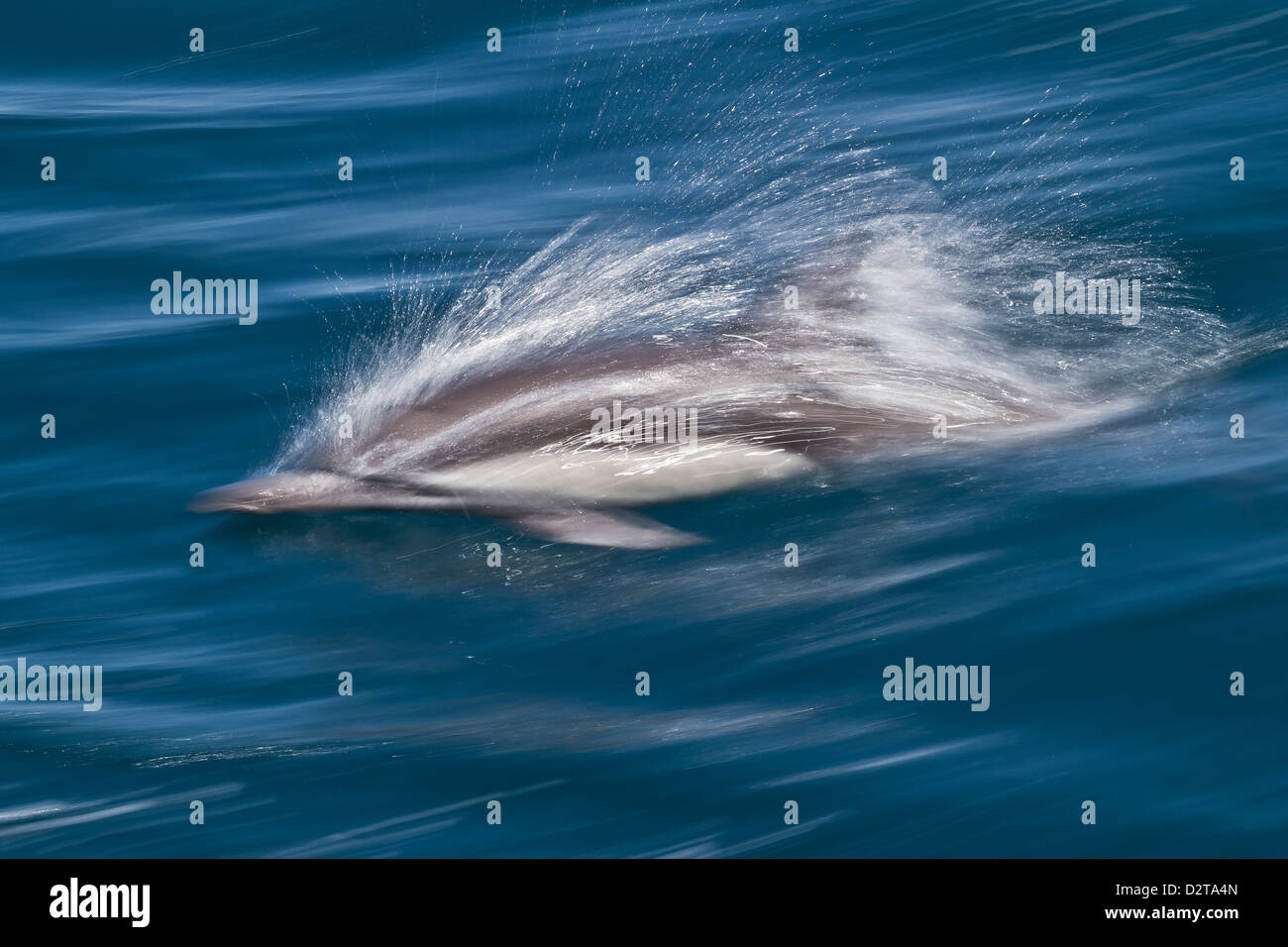 Larga picuda delfín común (Delphinus capensis), Isla San Esteban, en el Golfo de California (Mar de Cortés), Baja California, México Foto de stock