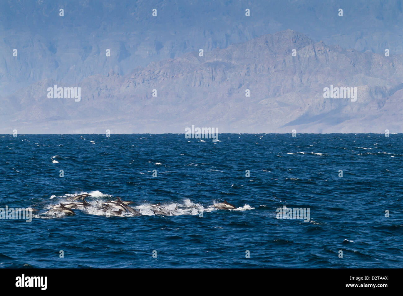 Larga picuda delfines comunes (Delphinus capensis), Isla San Esteban, en el Golfo de California (Mar de Cortés), Baja California, México Foto de stock