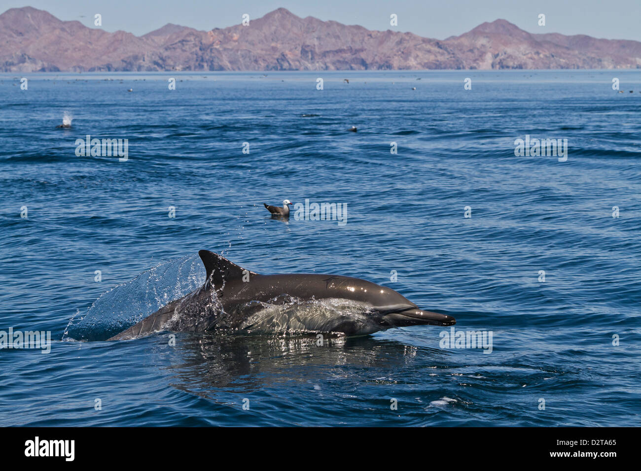 Larga picuda delfines comunes (Delphinus capensis), Isla San Esteban, en el Golfo de California (Mar de Cortés), Baja California, México Foto de stock