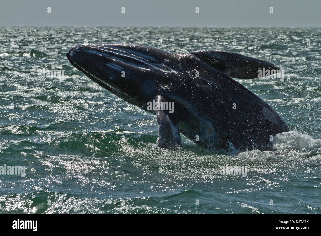 California ballena gris (Eschrichtius robustus) incumplimiento de ternera, Laguna San Ignacio, Baja California Sur, México, América del Norte Foto de stock