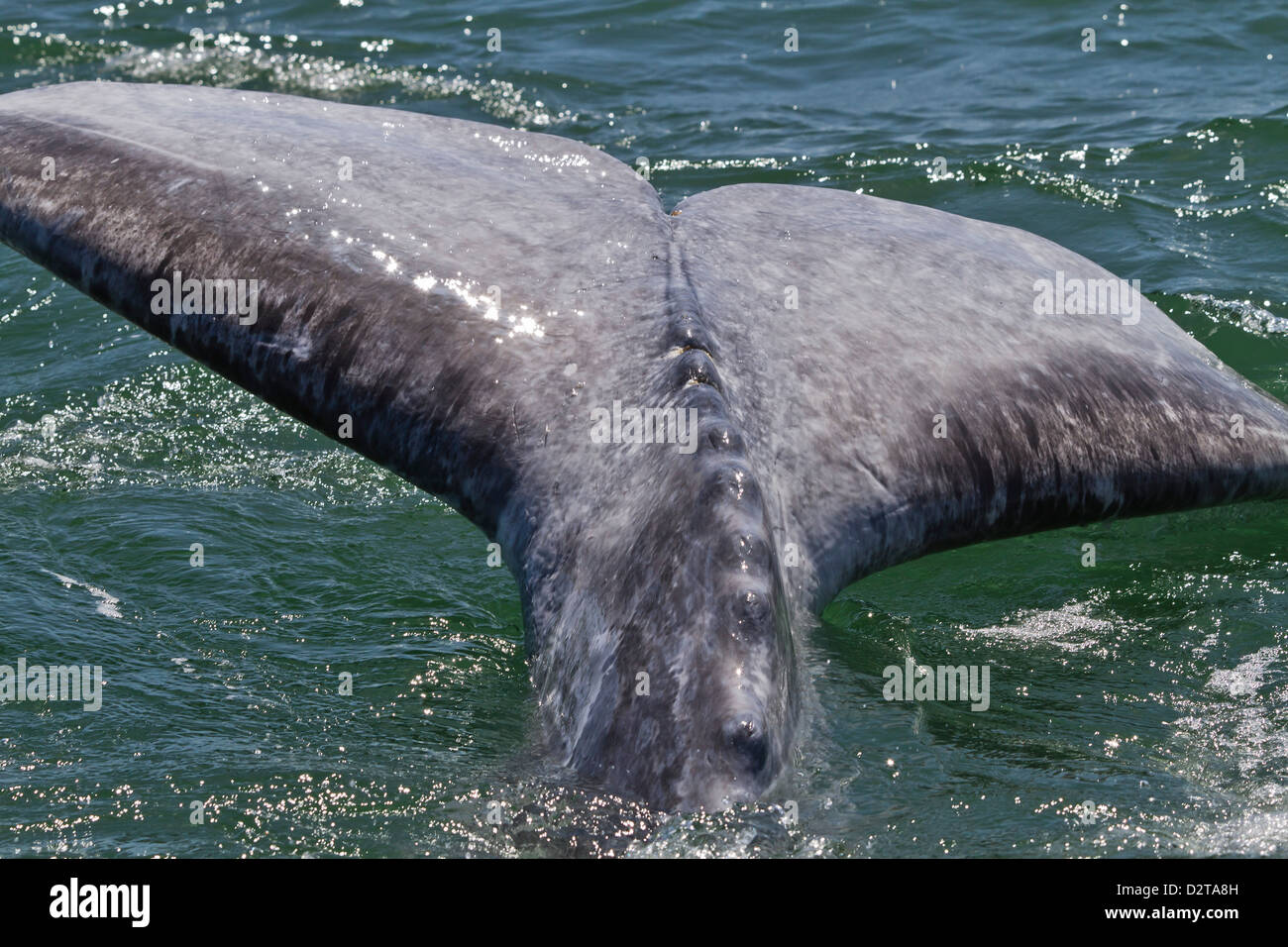 California ballena gris (Eschrichtius robustus) cola de ternero, Laguna San Ignacio, Baja California Sur, México, América del Norte Foto de stock