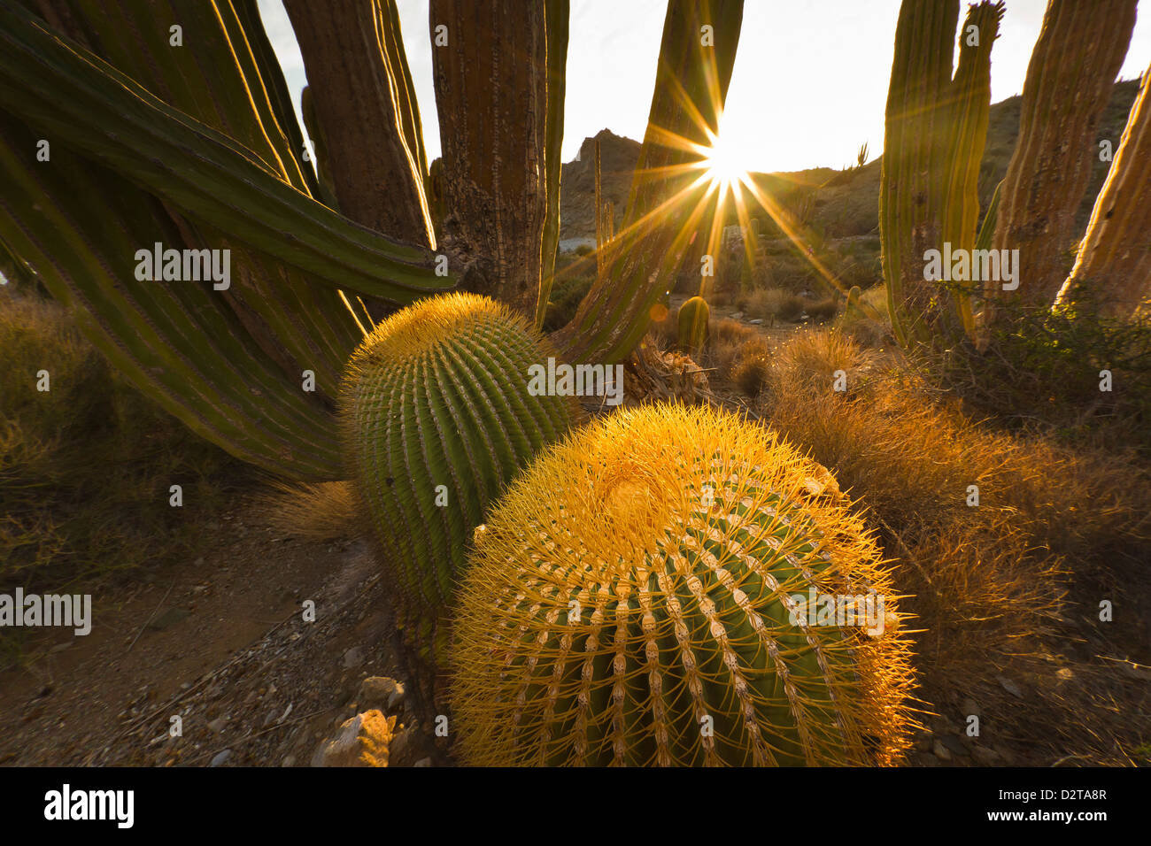 Barril gigante cactus endémicos, Isla Santa Catalina, Golfo de California (Mar de Cortés), Baja California Sur, México Foto de stock
