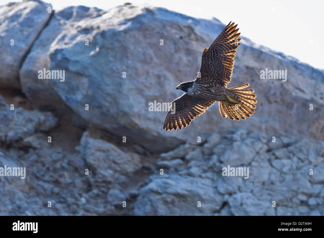 Adulto el halcón peregrino (Falco peregrinus), la Isla Rasa, en el Golfo de California (Mar de Cortés), Baja California, México, América del Norte Foto de stock