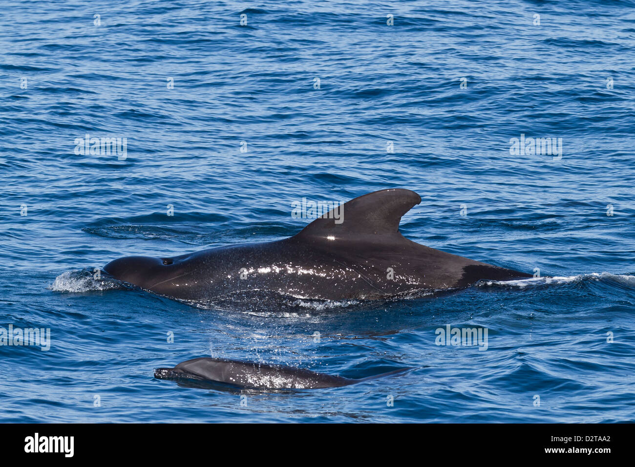 La ballena piloto de aleta corta y delfín mular, Isla San Pedro Mártir, El Golfo de California, Baja California Norte, México Foto de stock