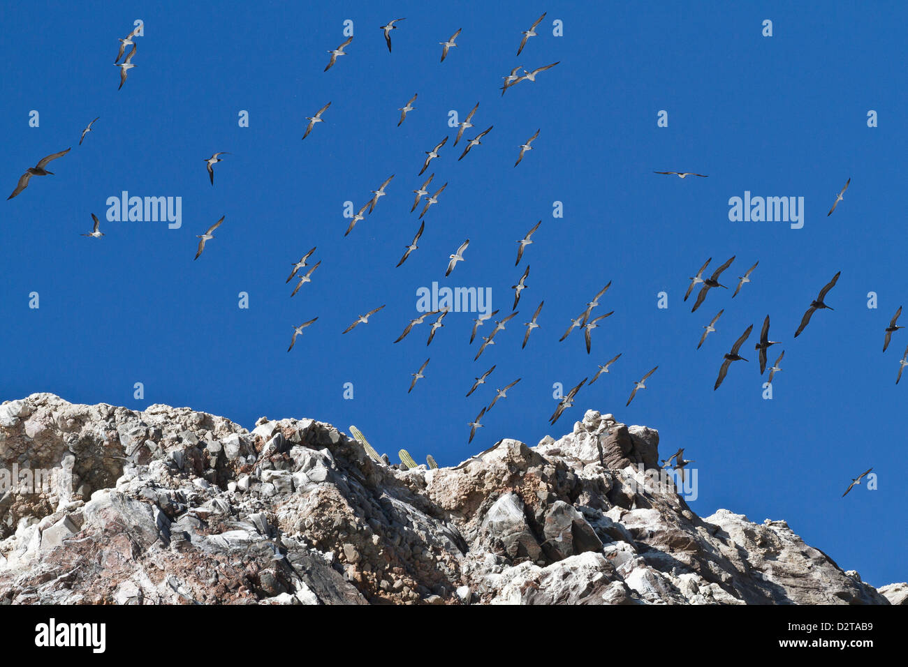 Wheeling aves, Isla San Pedro Martir, Golfo de California (Mar de