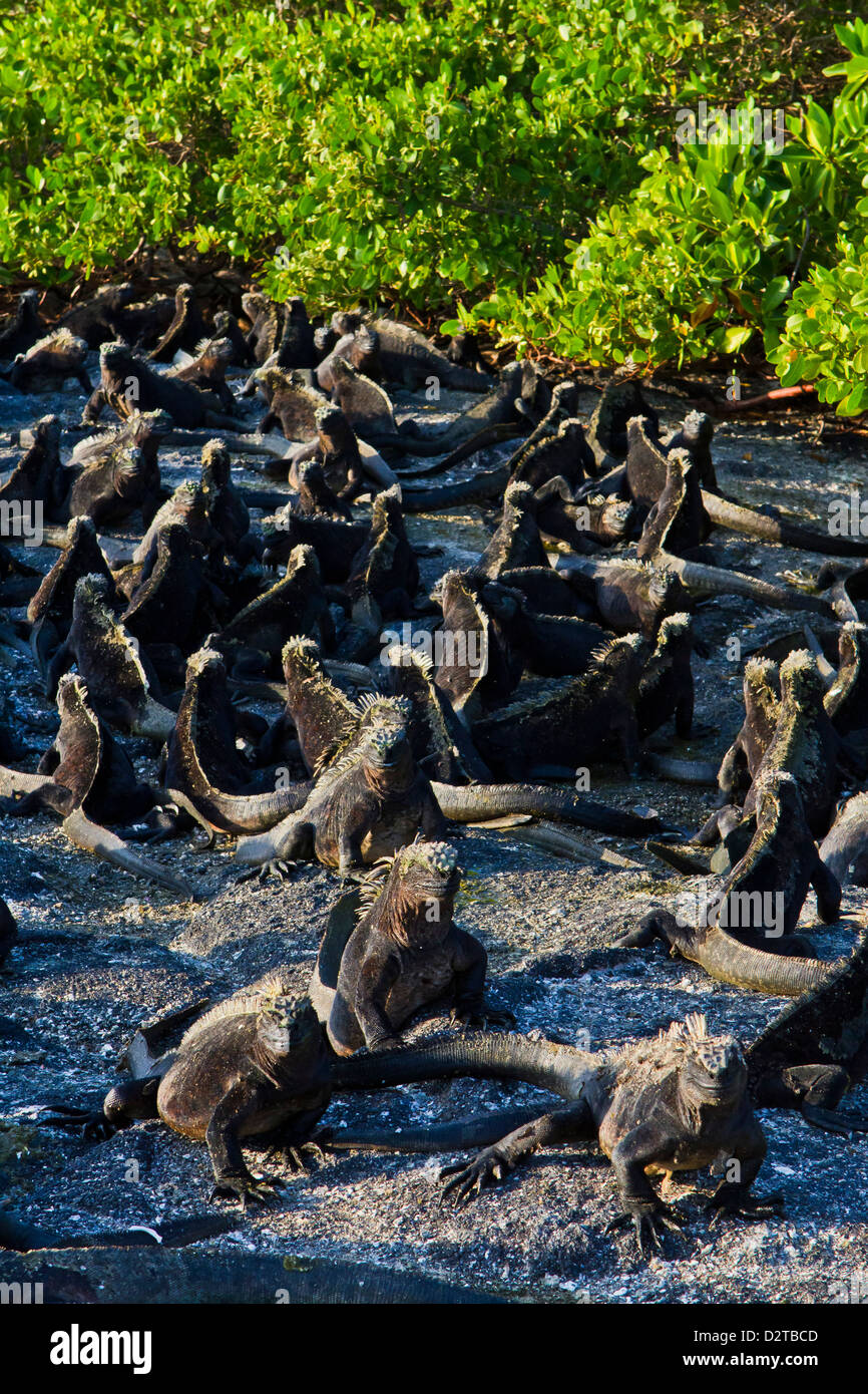 Las iguanas marinas de las Galápagos (Amblyrhynchus cristatus), Isla Fernandina, Islas Galápagos, Ecuador Foto de stock