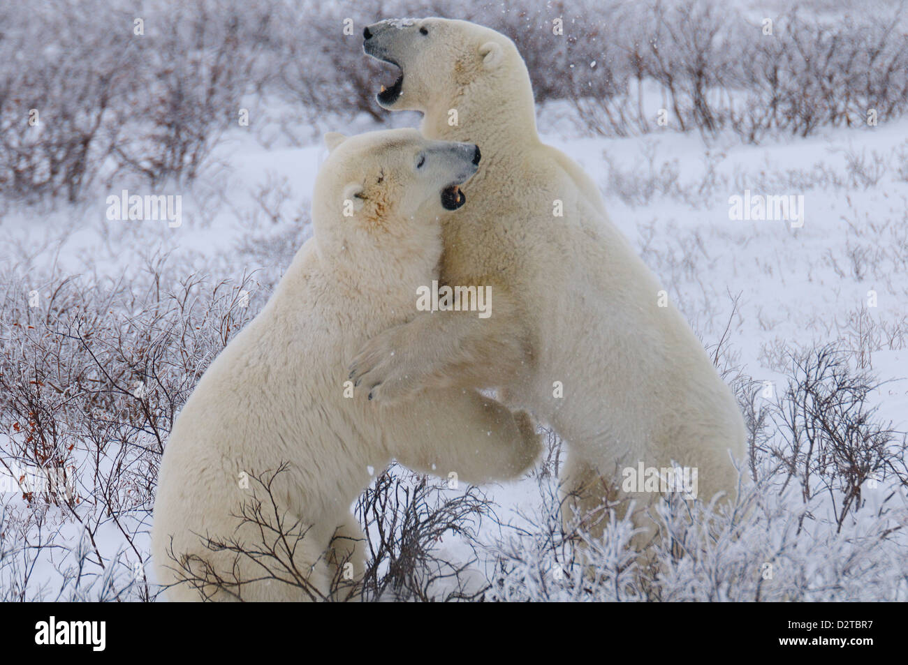 Los osos polares de sparring, Churchill, la Bahía de Hudson, Manitoba, Canadá, América del Norte Foto de stock
