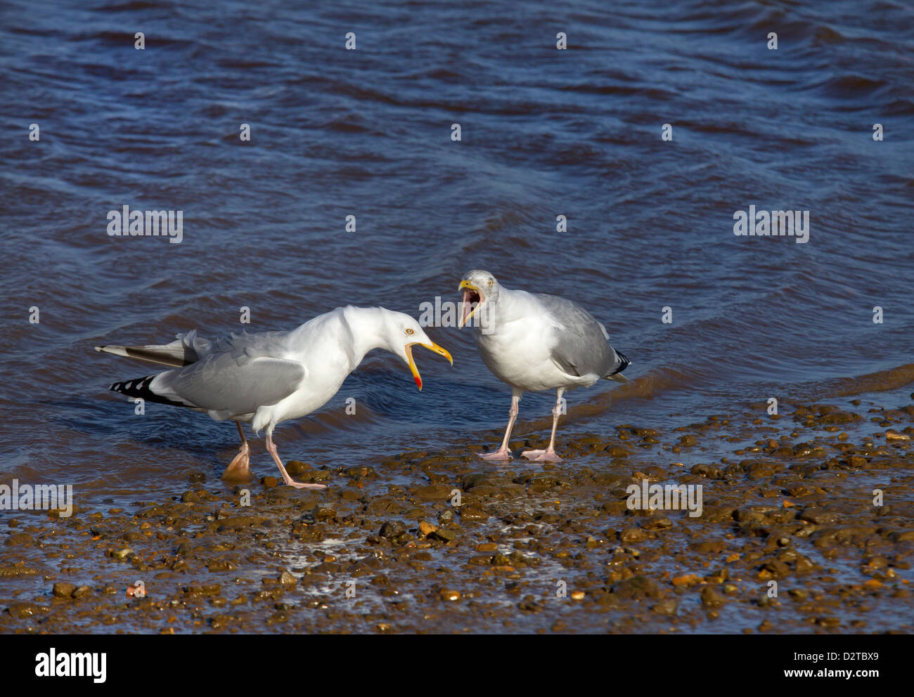 Par de Gaviotas Larus argentatus llamando a cada uno de los otros Foto de stock