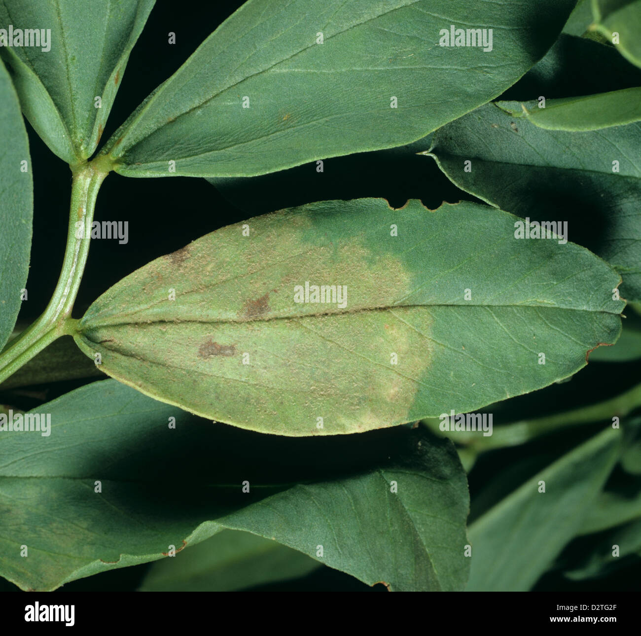 El mildiú lanoso, Peronospora viciae, lesión temprana en la superficie superior de un campo o habas leaf Foto de stock