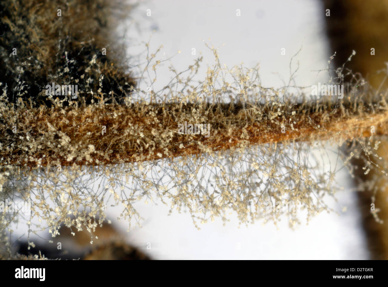 El moho gris (gray mold), Botrytis cinerea, micelio en Pelargonium tallo Foto de stock