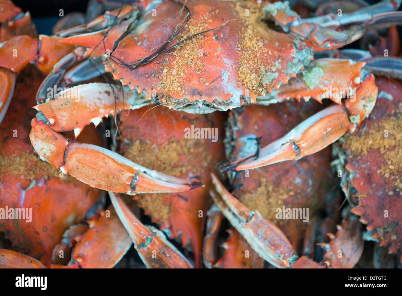 Los cangrejos cocidos con Old Bay seasoning en un muelle en la costa Foto de stock
