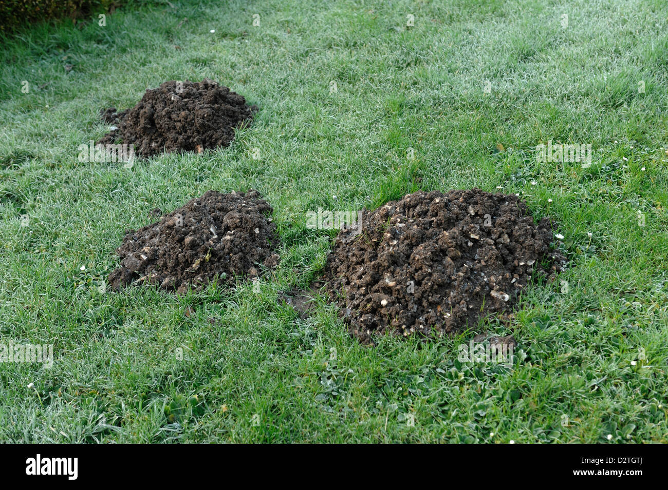Molehills fresco en un jardín de césped en un invierno húmedo Foto de stock
