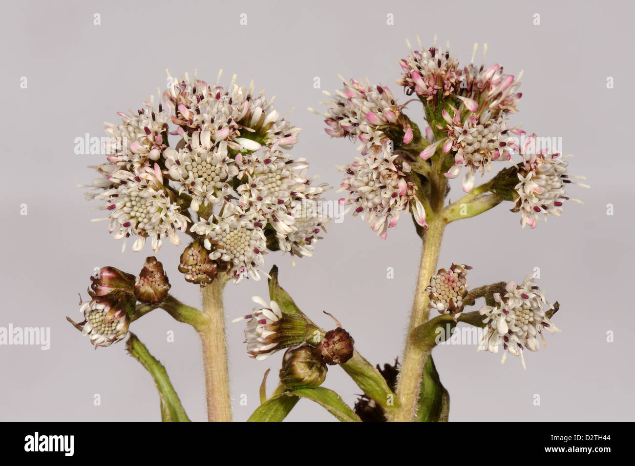 Espigas de flores comunes, butterbur Petasites hybridus, una planta compuesta de floración temprana Foto de stock
