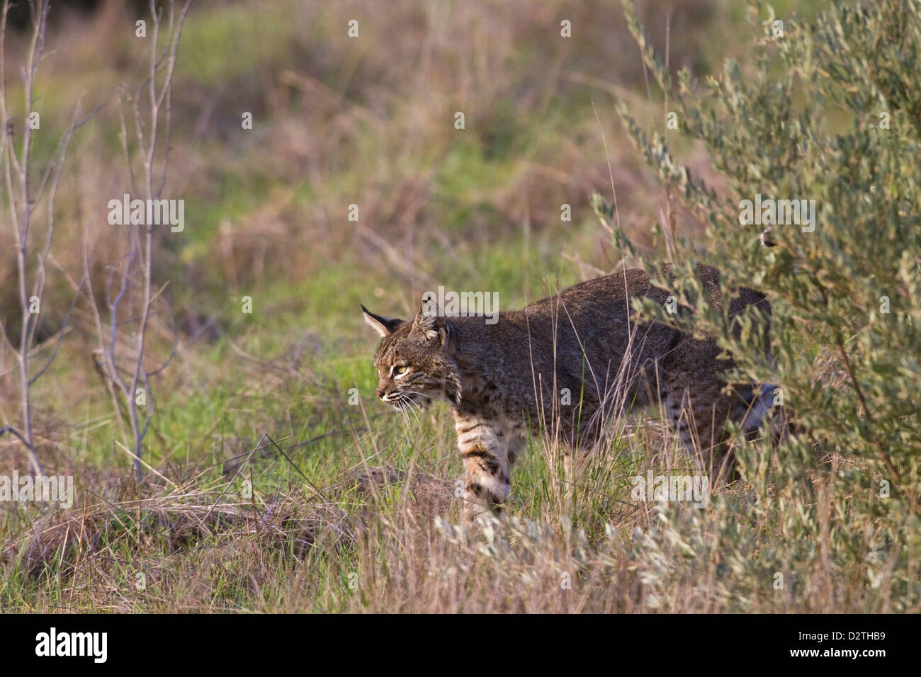 Bobcat salvajes foto tomada en el medio silvestre (un verdadero gato salvaje- no cautivo) Foto de stock