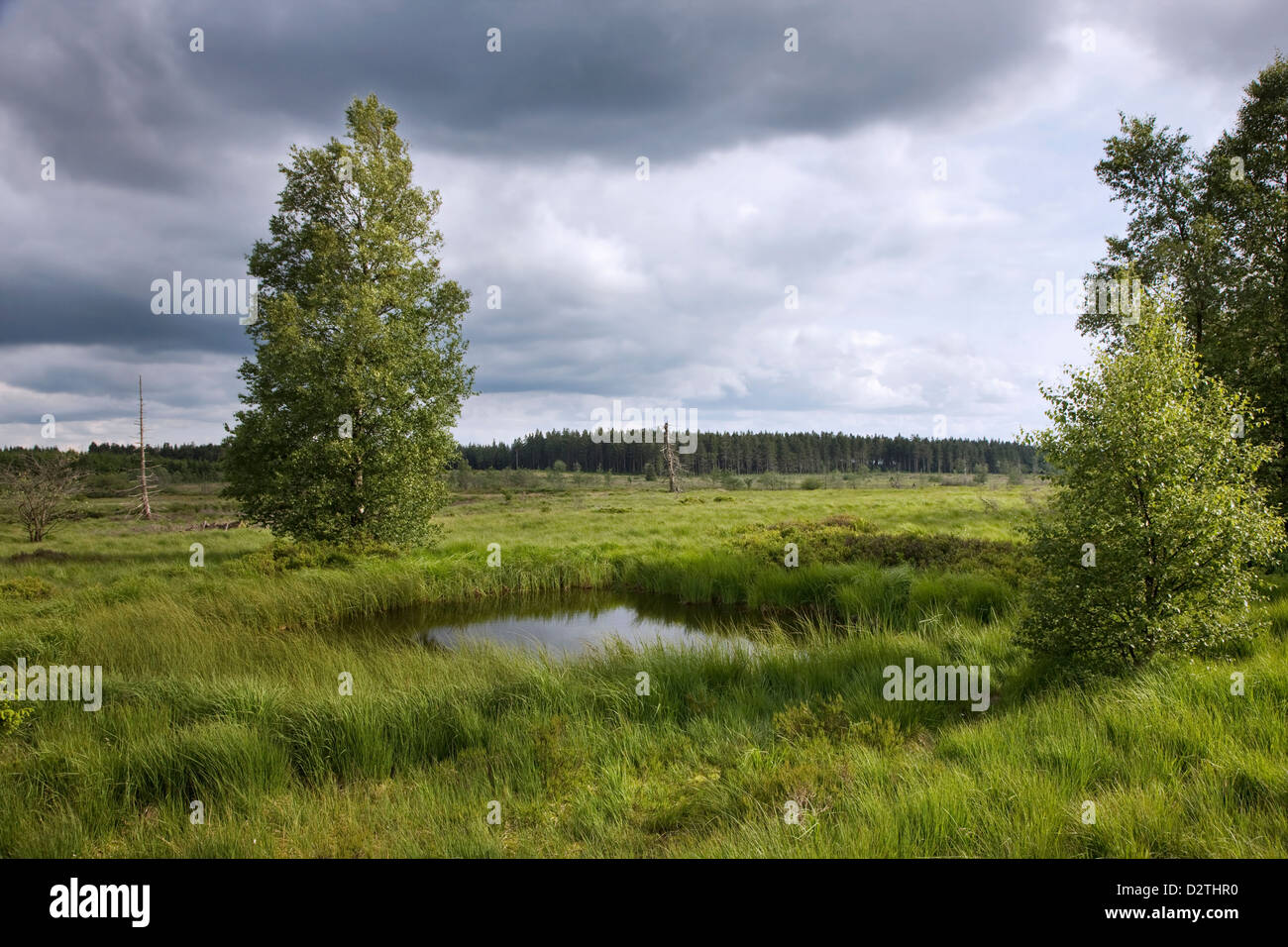 Páramos con pingo en el Alto Fens / reserva natural de Hautes Fagnes en las Ardenas belgas, Liège, Bélgica Foto de stock