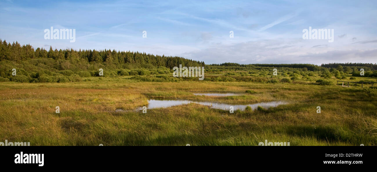 Páramos con pingo en el Alto Fens / reserva natural de Hautes Fagnes en las Ardenas belgas, Liège, Bélgica Foto de stock