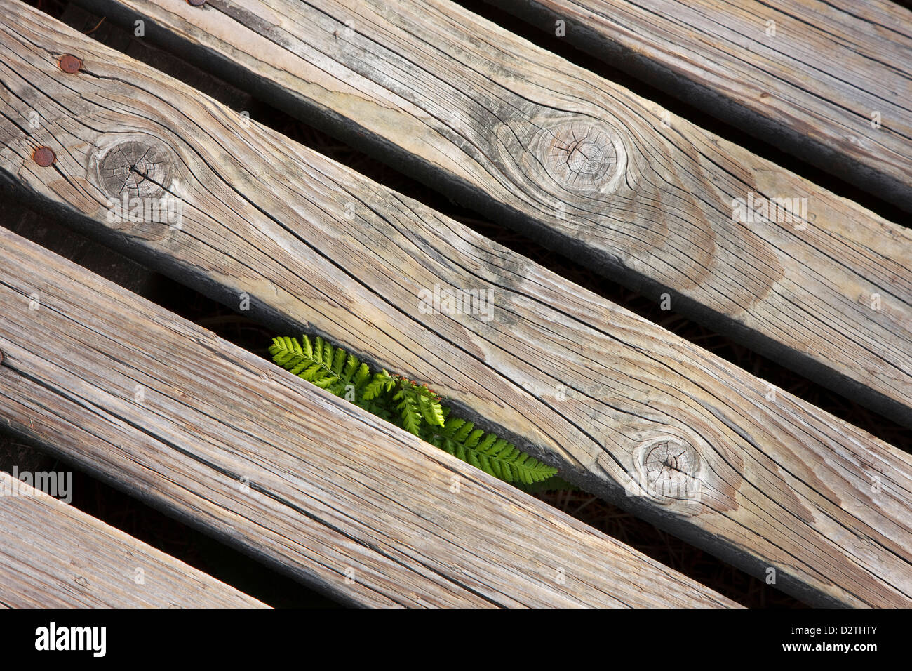 Cerca del paseo marítimo de madera en el Alto Fens / reserva natural de Hautes Fagnes en las Ardenas belgas, Liège, Bélgica Foto de stock